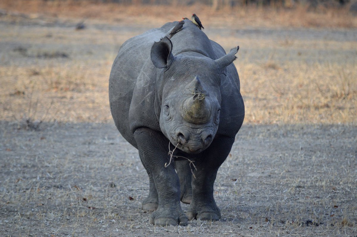 Malawi Travel tweet media