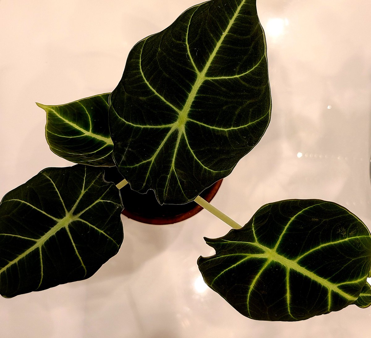 #PathTwitter, where are my houseplant collectors at? Show me your favorites! 

I'm currently obsessed with this Alocasia reginula.