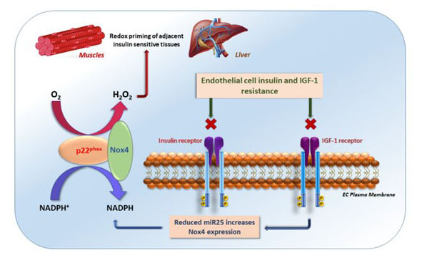 Viswambharan et al found that endothelium-resistance to #insulin and #IGF1 prompts #glucose uptake in muscle and fat in mice. Learn more about the mechanism of how mice with endothelial specific resistance did not develop #diabetes ow.ly/u7fI30rU2tq @HemaVis7