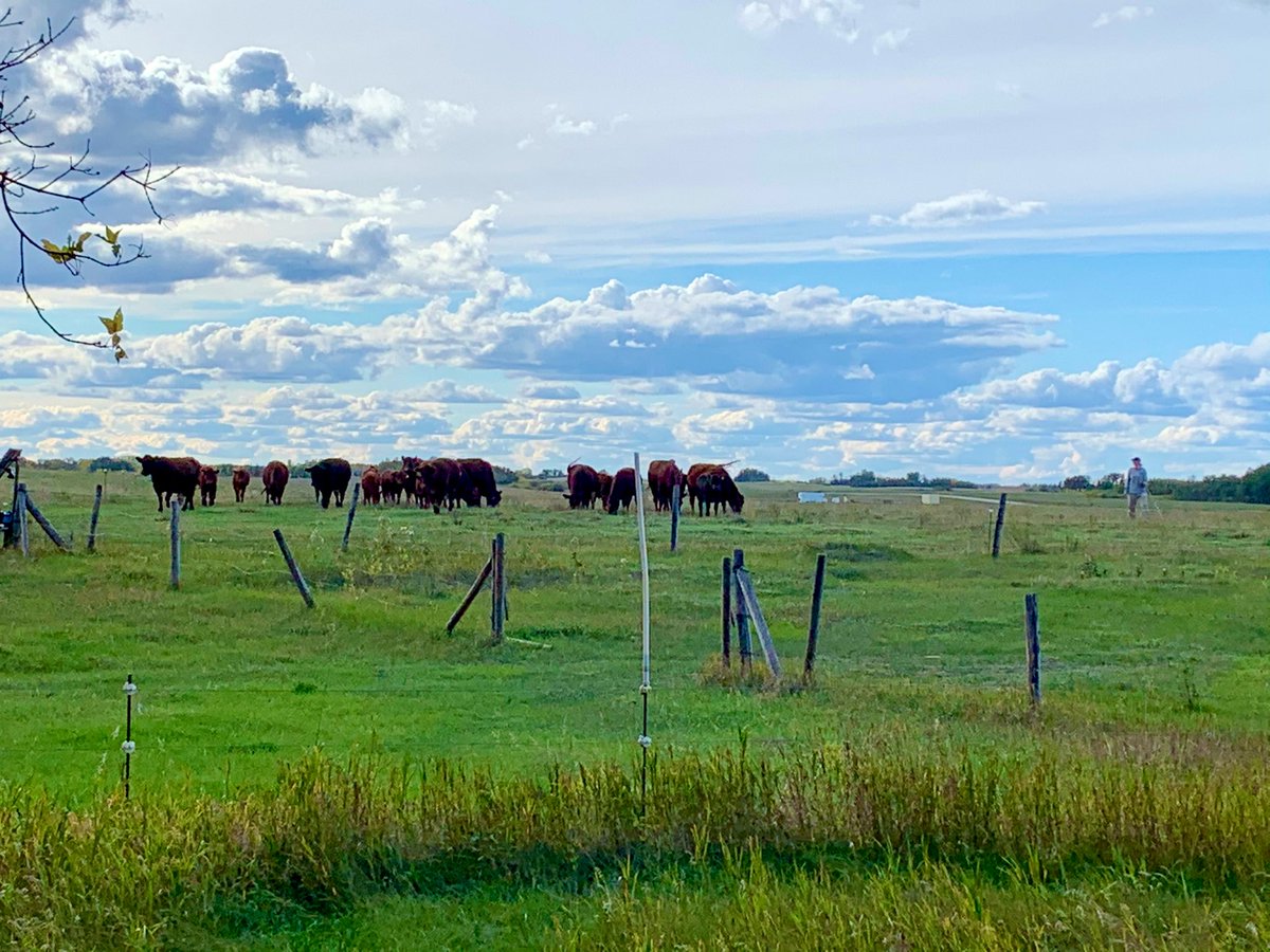 devourNconquer's tweet photo. See you next year, cows! Proud to be part of the #saskbeef landscape by grazing beautiful, happy animals on our land each year. #grassfedbeef https://t.co/EShEAS1bRz