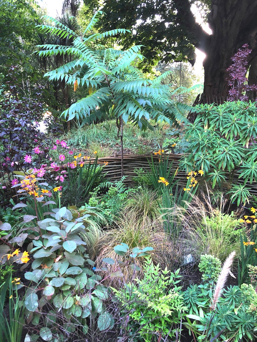 A massive thank you to <a href="/EuroplantsL/">Europlants Uk ltd</a> for supporting our <a href="/The_RHS/">The RHS</a> #chelseaflowershow2021 planting design.
Your trust in our plan, and care of all the plants, allowed us to go from this.......to this!  Thank you

#teamwork #hardgraft #cantthankyouenough