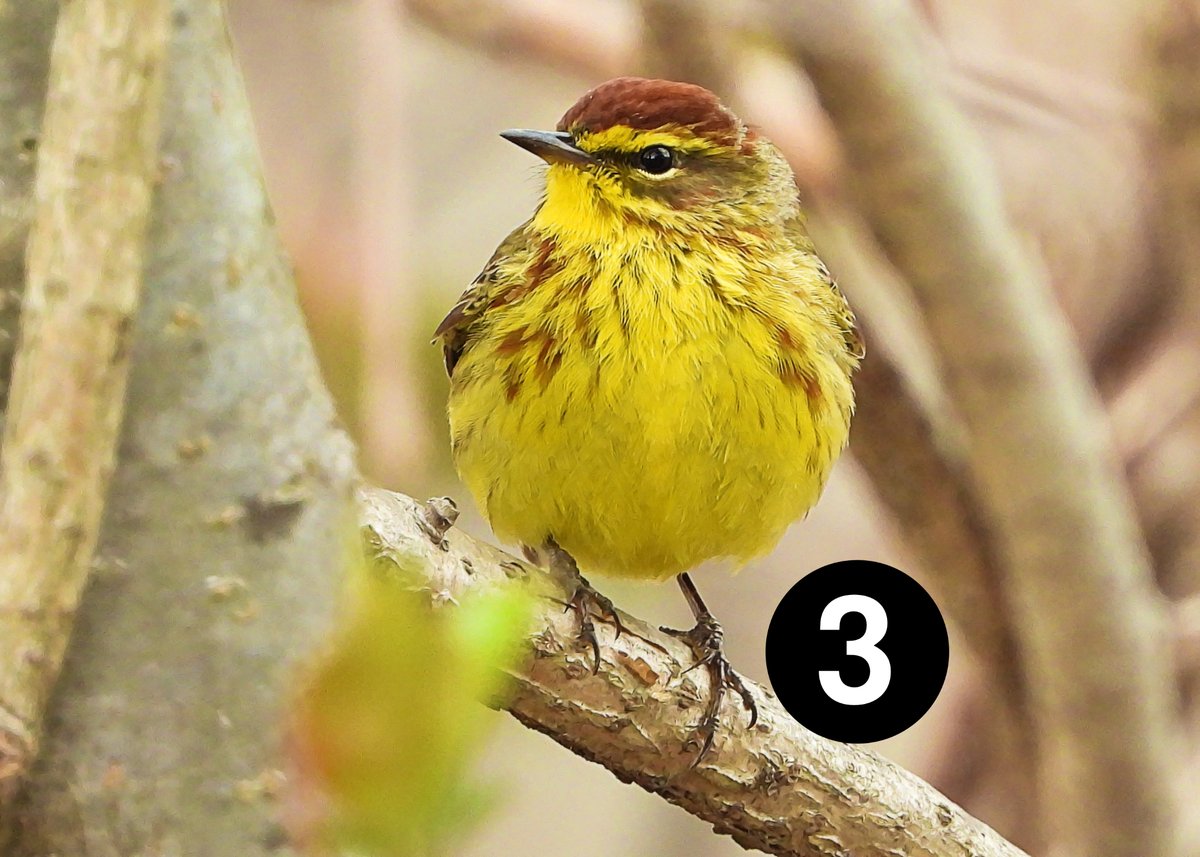 PapaBearded tweet media