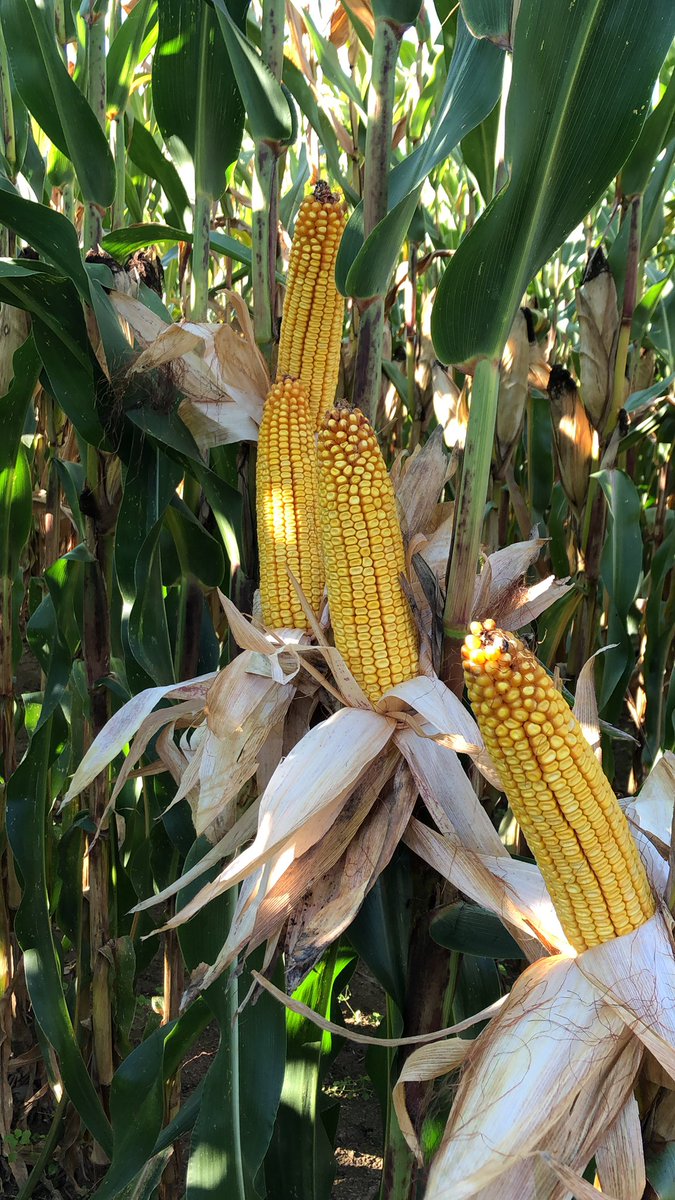 DKC4598, vous avez pu compter dessus en année sèche l’année dernière ! Cette année plus propice à de jolis rendements vous allez aussi pouvoir compter sur lui pour être au rendez-vous ! L’hybride <a href="/DEKALB_FR/">DEKALB-FieldView by Bayer France</a> qui vous apporte de la sécurité en toute situation !