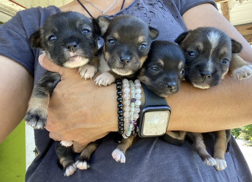 Floods and “Covid returns” have filled up #Nashville s pet adoption centers how you can help tomorrow (Thursday) <a href="/aplacetobark/">Bernie Berlin</a> Bernie Berlin will tell us how YOU can help! #AdoptDontShop she joins at 2:50 on <a href="/997wtn/">SuperTalk 99.7 WTN</a>