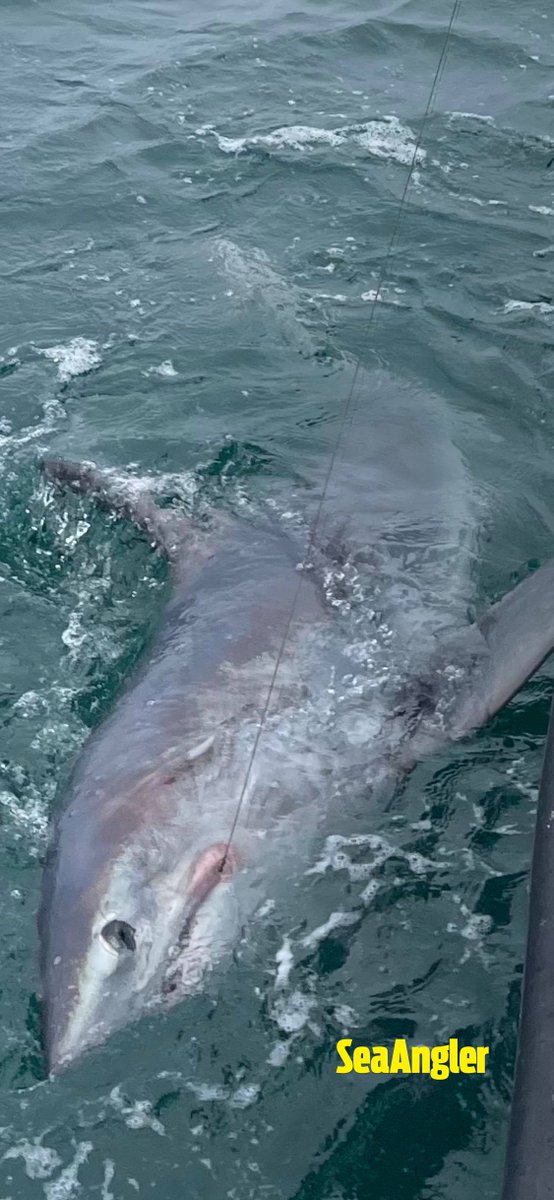 #CatchoftheWeek This 550lb porbeagle shark is a fish of a lifetime for Simon Davidson and beats the British record of 507lb set in 1993.
seaangler.co.uk/fishing-news/c…