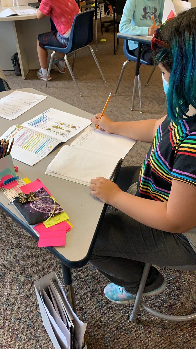 Writing a descriptive paragraph about the structure of a corn plant in their own words using their notes and text.  #winfield34