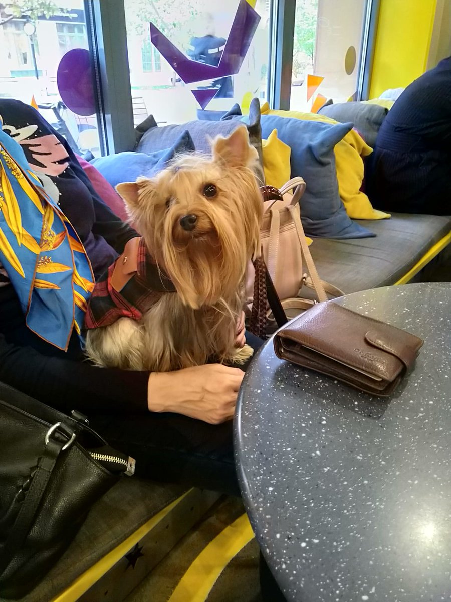 Stupid_Poetry's tweet image. Can&apos;t join you today for #ModPoLive @ModPoPenn, but here&apos;s my sweet baby boy Keks enjoying life