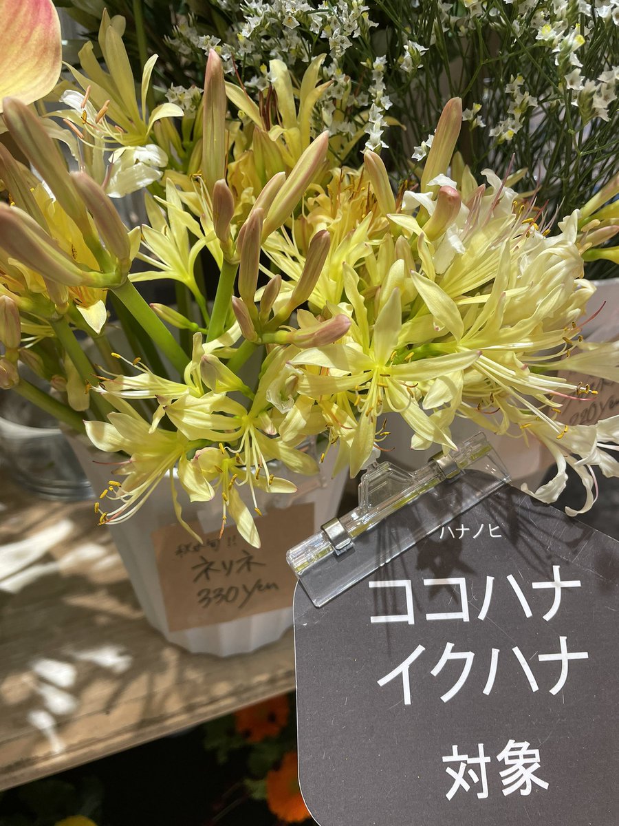 かなこ Kanako 黄色い彼岸花 花言葉は 深い思いやりの心 再会 思うはあなたひとり 日比谷花壇