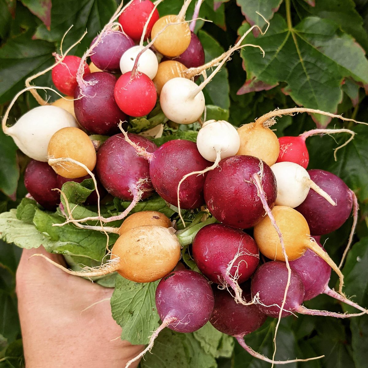 uselinknv's tweet image. If you dig what we do we are looking for enthusiasts to join our front of house team , please DM or contact 
recruitment@artichokerestaurant.co.uk thank you