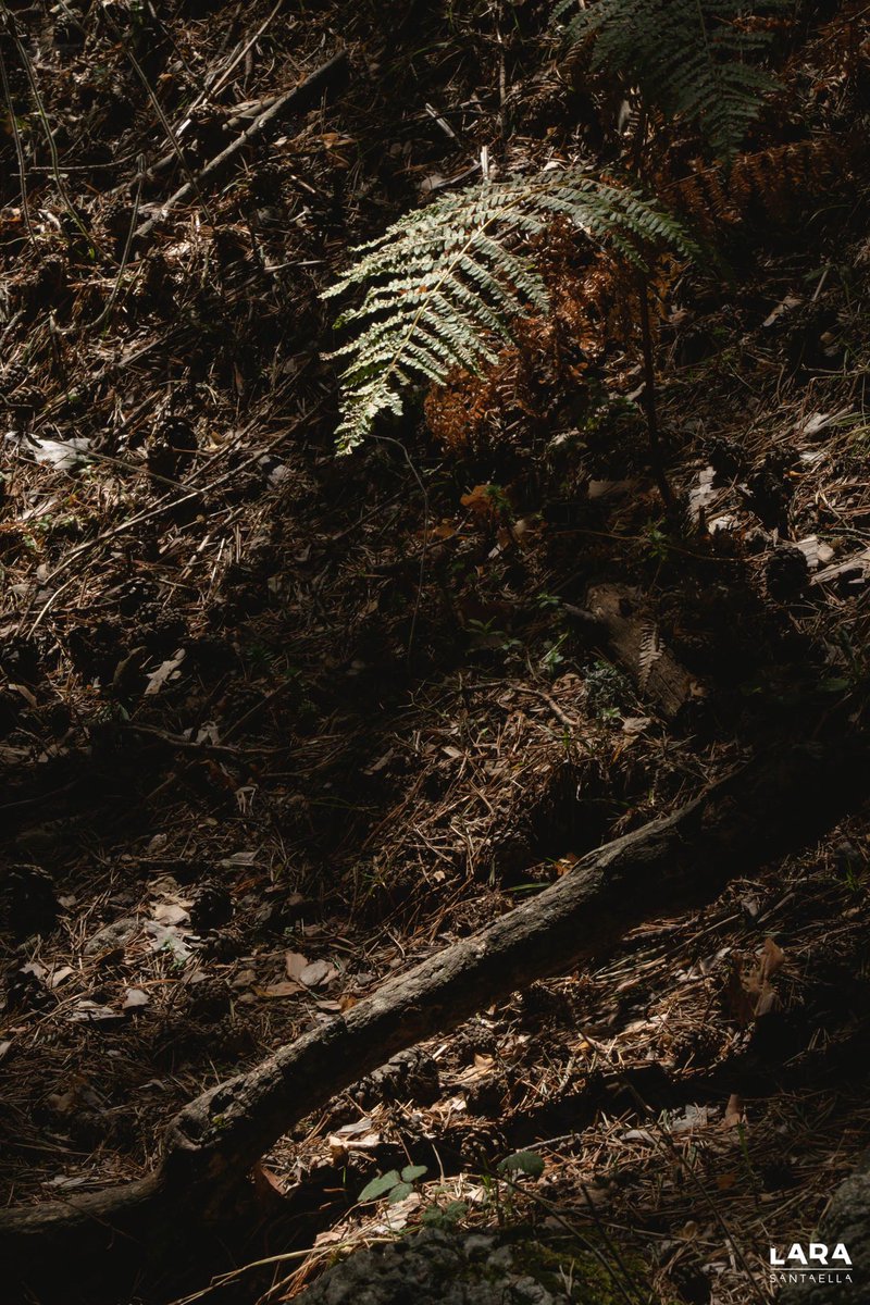 MsGuidedButSoft's tweet image. All of these #photos are available for sale at my store on prints.larasantaella.es. No #NFTs, just beautiful #prints delivered at your own home. 

As I’m broke and I need to find another place to live, any retweet or sale will be greatly appreciated.