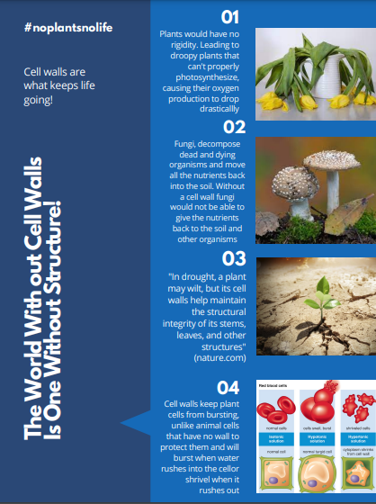 CellWall2021_'s tweet photo. While I am only a part of plants and fungi, I am an essential part of your world! #noplantsnolife @murphyapbio https://t.co/gS2oEyWEZP