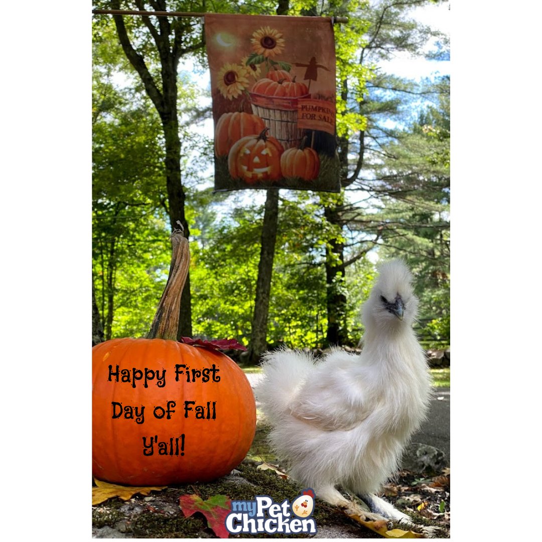 Happy First Day of Fall Y'all!

#fall #firstdayoffall #chickens #mypetchickenofficial #silkies #pumpkins #autumnleaves #fallcolors #pullet