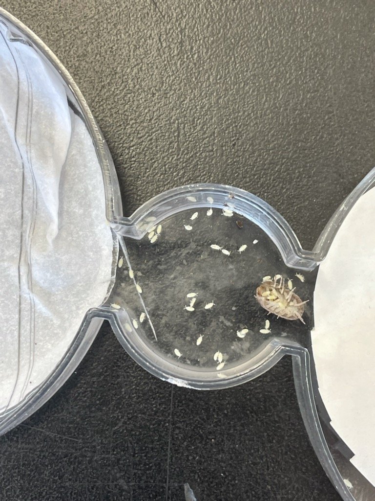 Today in AP Bio one of our isopods dropped a brood of babies! A rare event and it was sooooo cool! Talk about a variable. I ❤ AP Bio!