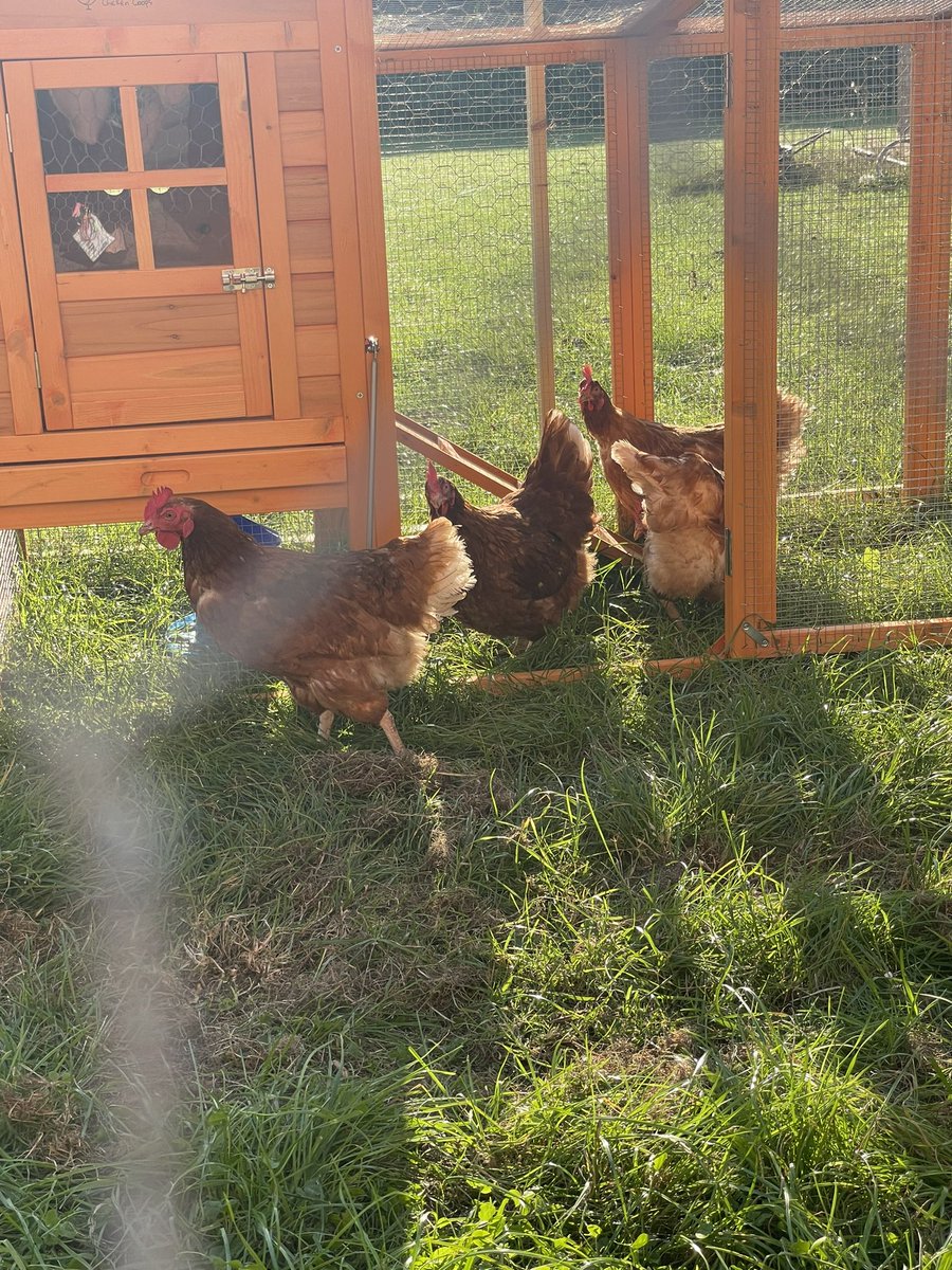 SchoolHarding's tweet photo. Our newest members of the William Harding community have arrived! We need some names for the 4 new members, we will be running a competition for the children to name the chickens. https://t.co/K5kKoQRoIa