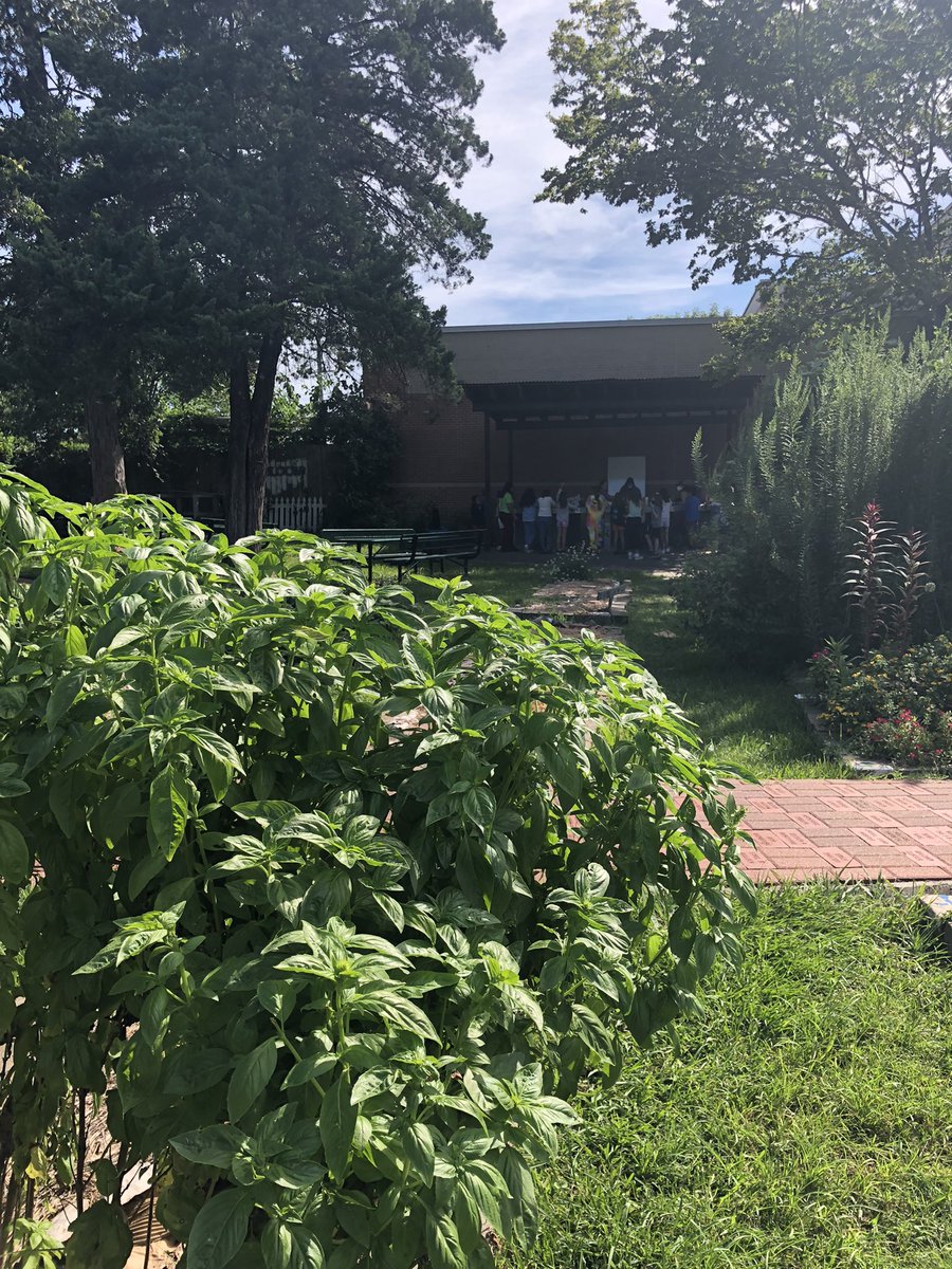 traviseshisd's tweet photo. Gorgeous day to eat spring rolls in the garden with our fresh basil. @traviseshisd @MilonAngela @TeamHISD https://t.co/b8QPYTrx5a