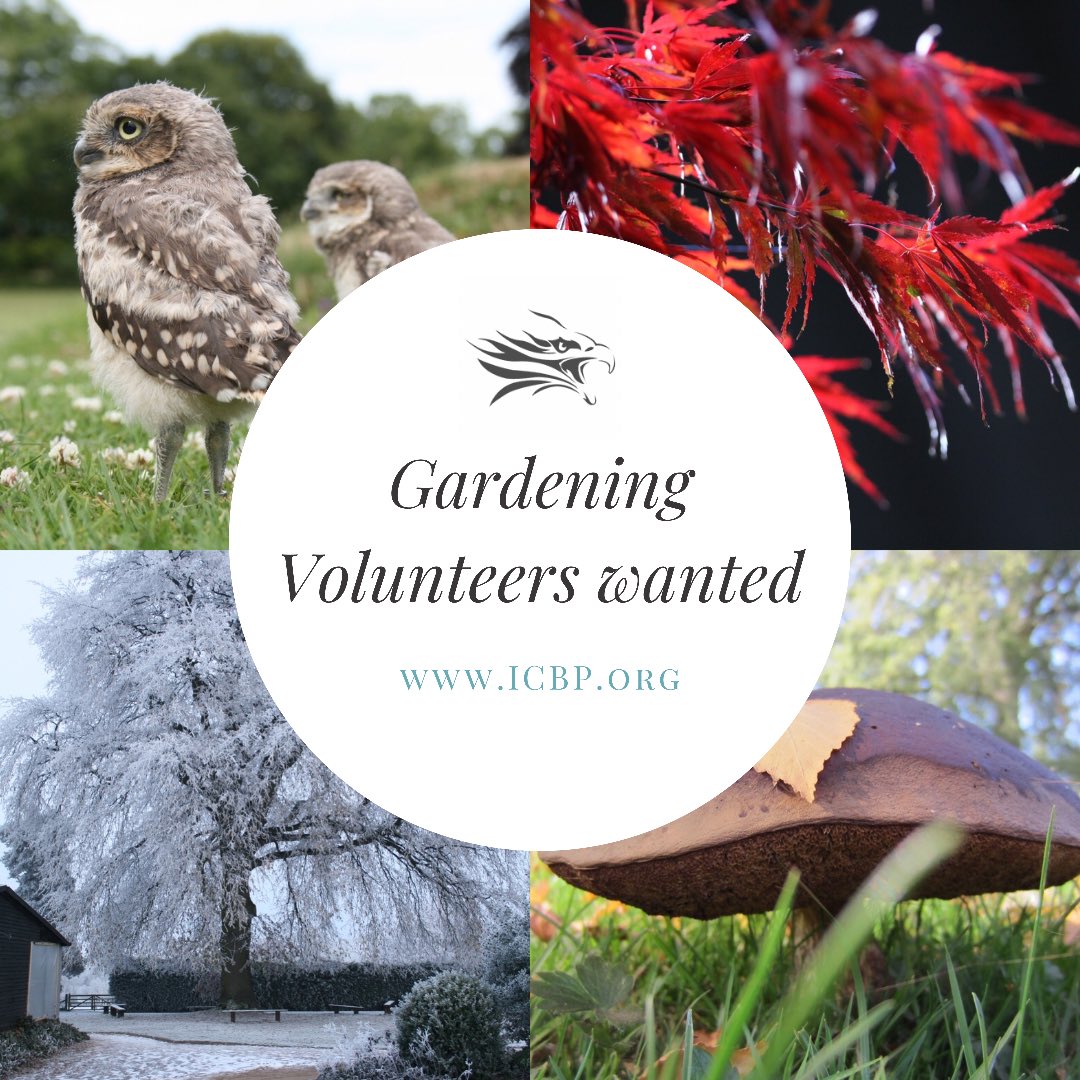 🧑‍🌾 Garden volunteer opportunity 🌳

Do you have a green thumb and a few hours to spare? We’re looking for a few volunteers to join our gardener and help look after our grounds. To find out more, head to our website and fill out the sign up form icbp.org/volunteer/