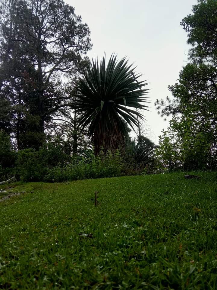 PotreroAtlitic's tweet photo. #green https://t.co/jz37he0bW1
