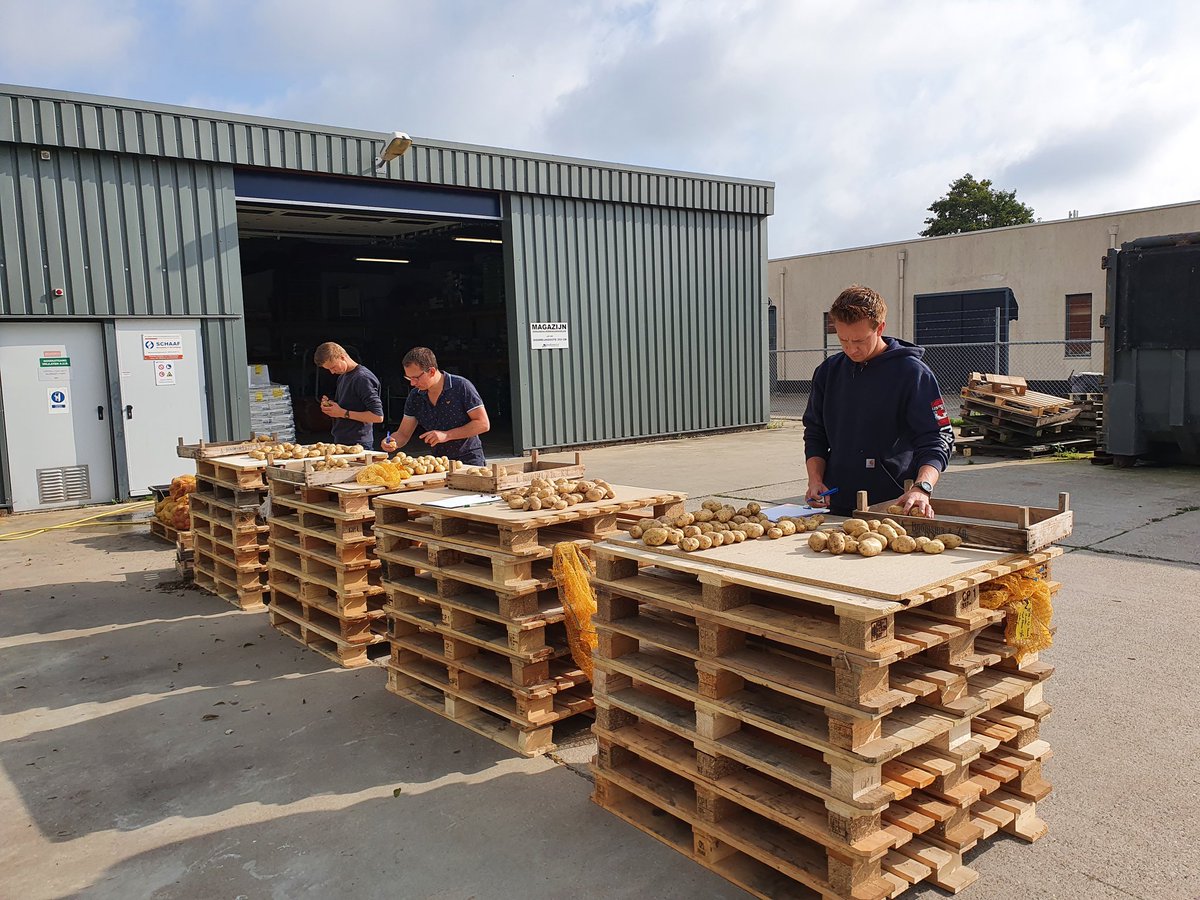 TNutma's tweet photo. vandaag gaatjes tellen, beoordelen resultaten demo's voor beheersing schade ritnaalden met o.a. groene middelen. Vele handen maken licht werk! #profytodsd #vergroening #ritnaalden #hollandfyto https://t.co/j7BXGd4wQo