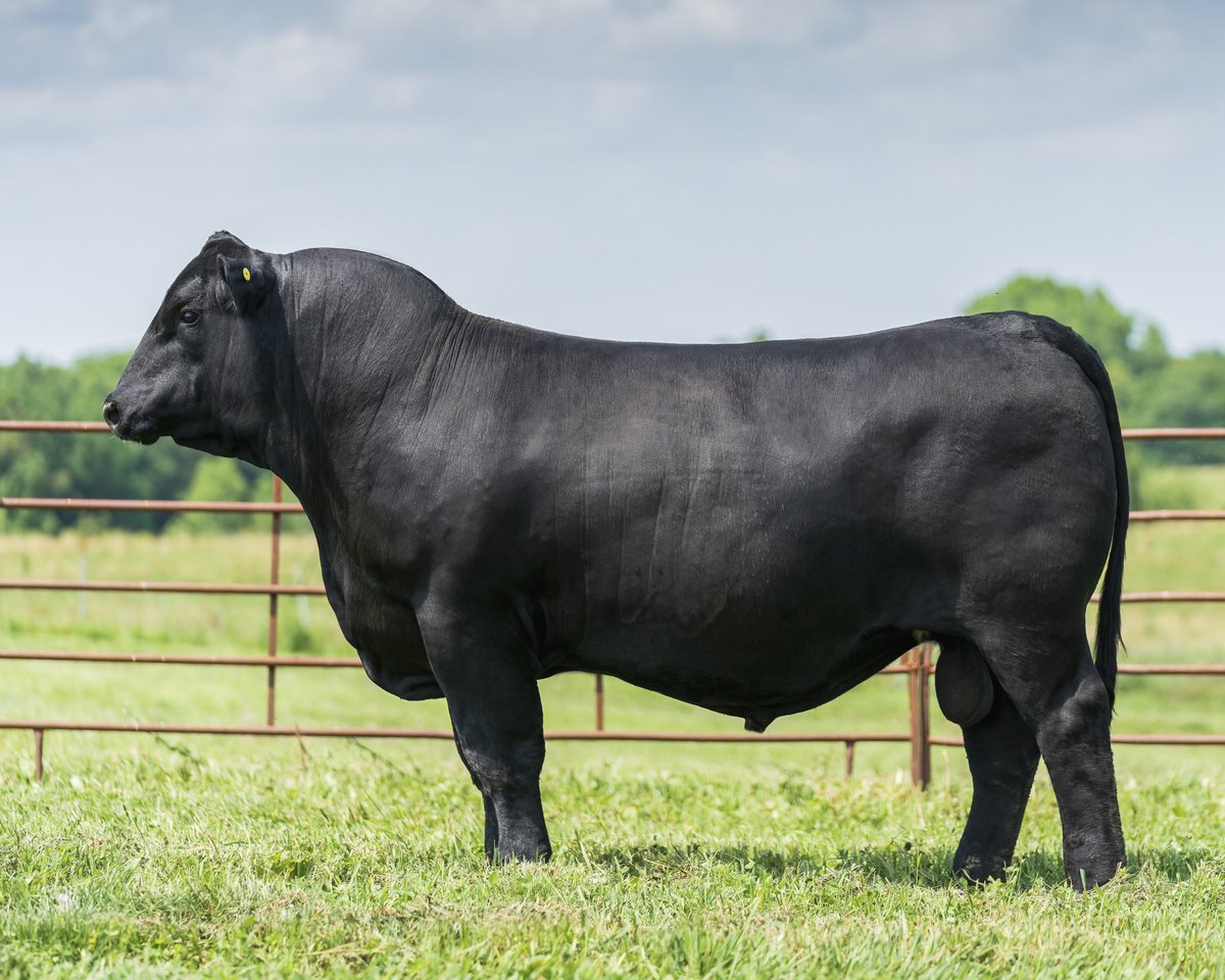 Byergo Megatron 0066

Lot 4 
October 9th at Byergo Angus
Registration # 20001163

36% Better Feed Conversion Rate Than Breed Average. $0.46 lb cost of gain. +100 Weaning Weight

Extremely Efficient. The Profitable Kind

#angus #cattle #ranching #bull