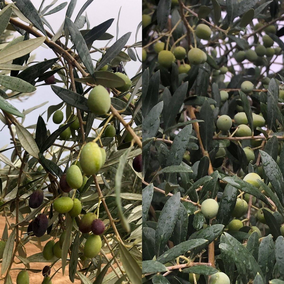 Empeltre y arbequina, mientras una ya empieza con el cambio de color de algunas olivas la otra ni se lo plantea. #fenologiacomparada <a href="/Olivosdelmundo/">Olivos del Mundo</a> <a href="/jmlacart/">La revolución del olivar</a>