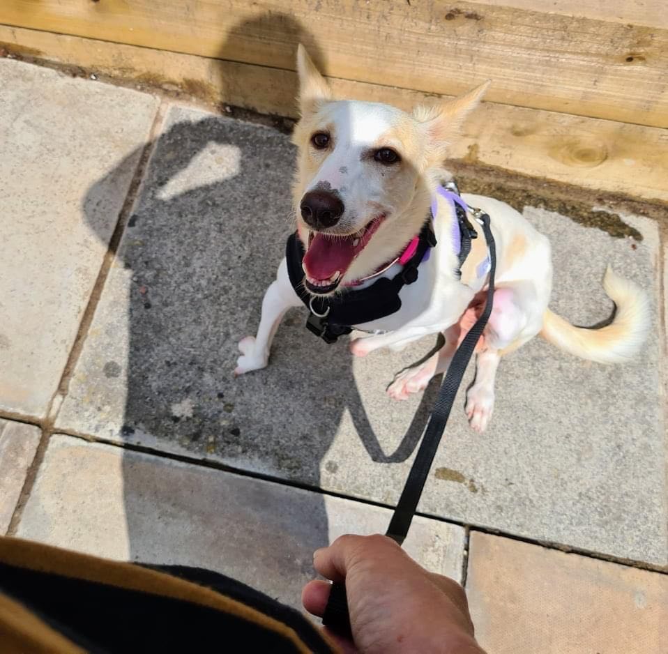 MiriMission's tweet photo. Pls HELP, URGENT. Jeri's foster mum can no longer foster. Emergency UK foster home needed ASAP. 

Jeri needs a patient, loving, reliable family to work with her through her confidence issues. 

Application form &amp; full info here:

https://t.co/d3HiL7Br0b

#dogs #wednesdaythought https://t.co/WmEqCnoVck
