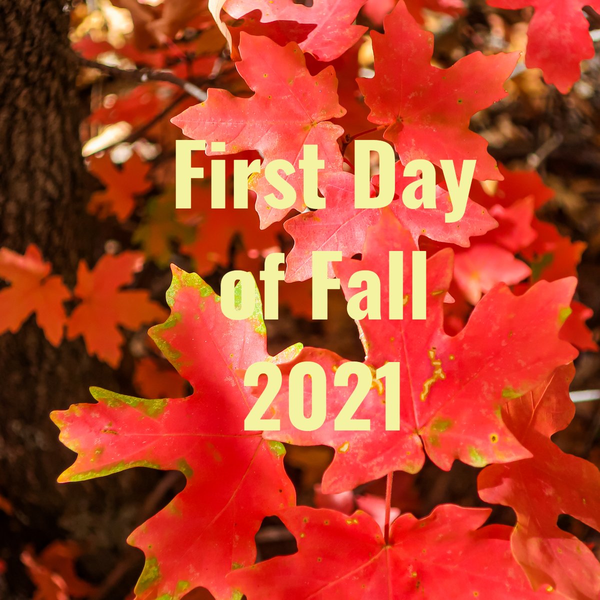 Sunfinity Renewable Energy tweet media