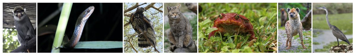 OnlineCrsLady's tweet image. another good #WritingDay today; you can see all today's new stories here:
TINY TALES FROM AFRICA — The Animals
microfables.blogspot.com/search/label/A…
4 Hausa stories from Nigeria, 2 stories from Congo and 1 story from Liberia.
probably not writing tomorrow but writing on Friday :-) #OpenWriting