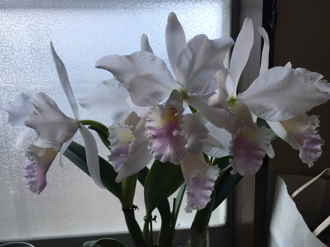 Luxuriaさん がハッシュタグ 花騎士園芸部 をつけたツイート一覧 1 Whotwi グラフィカルtwitter分析