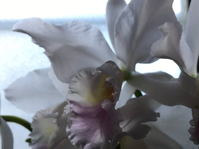 Luxuriaさん がハッシュタグ 花騎士園芸部 をつけたツイート一覧 1 Whotwi グラフィカルtwitter分析