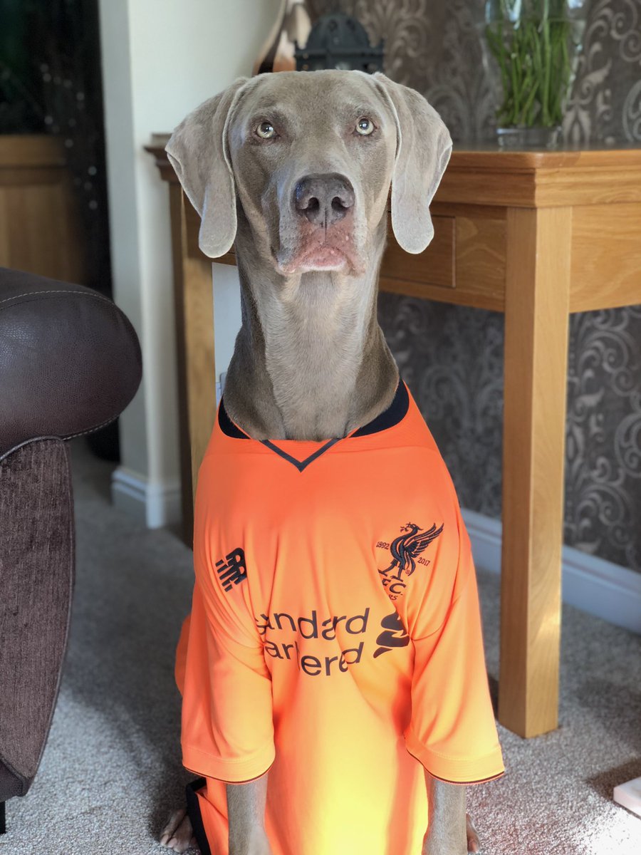 KennyPatto73's tweet photo. Lost my boy Rafa today, thanks for 13 Great years, love ya #RafaDog #LFC #YNWA 🔴💔🐾🐾 https://t.co/RQoM56L9cF