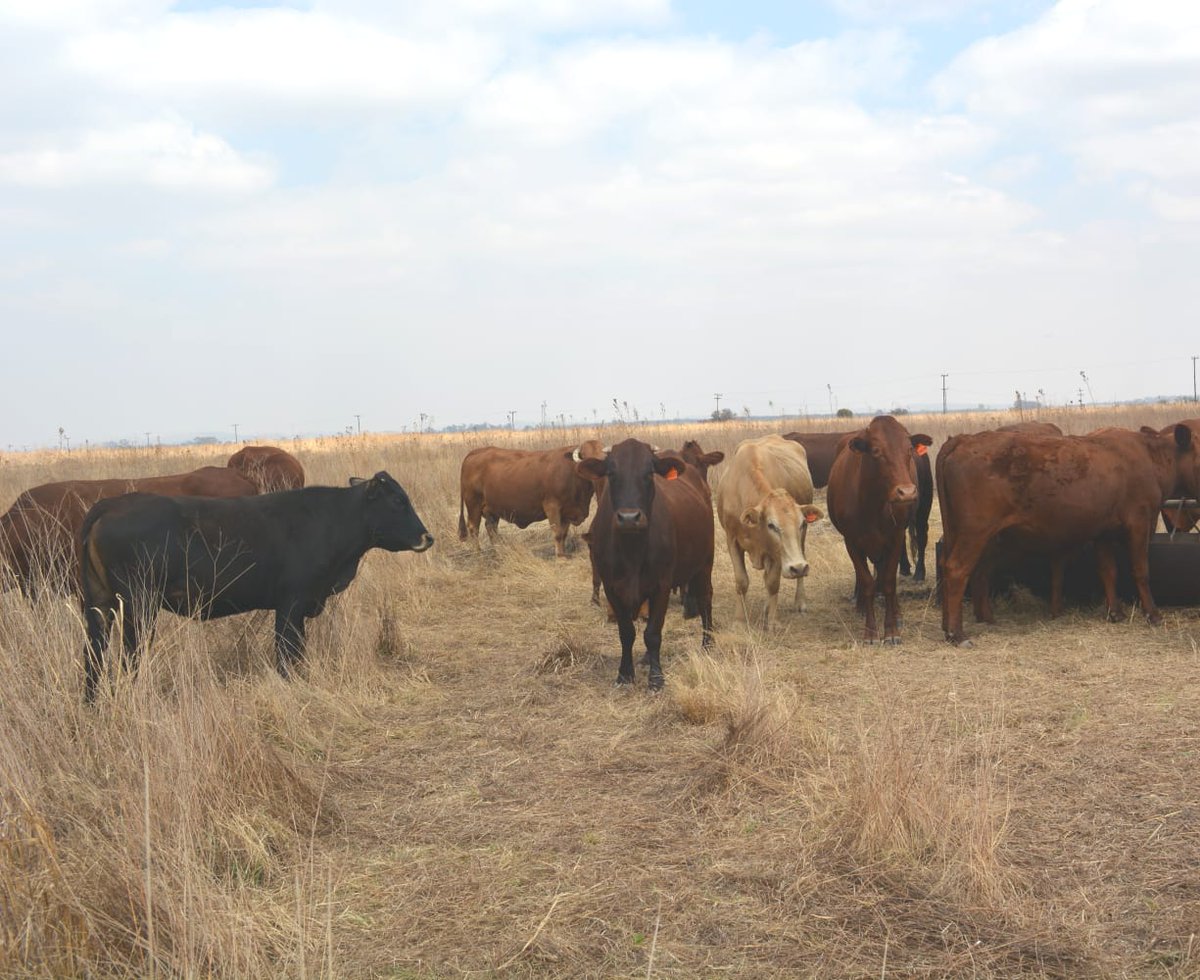 DOAgov_ZA's tweet image. The Gauteng Provincial Shared Service of the DALRRD, procured 89 pregnant cows, 30 calves and 2 bulls for Pula Ke Khumo farm beneficiaries in Vanderbijlpark,as part of the Land Development Support Programme.