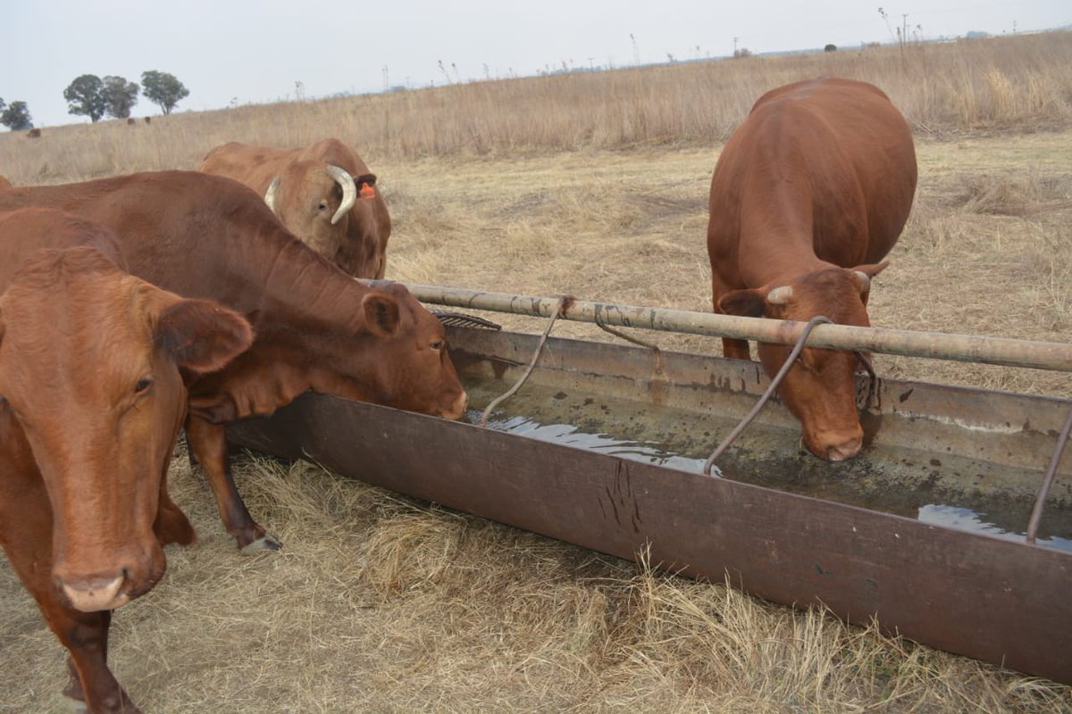 DOAgov_ZA's tweet image. The Gauteng Provincial Shared Service of the DALRRD, procured 89 pregnant cows, 30 calves and 2 bulls for Pula Ke Khumo farm beneficiaries in Vanderbijlpark,as part of the Land Development Support Programme.