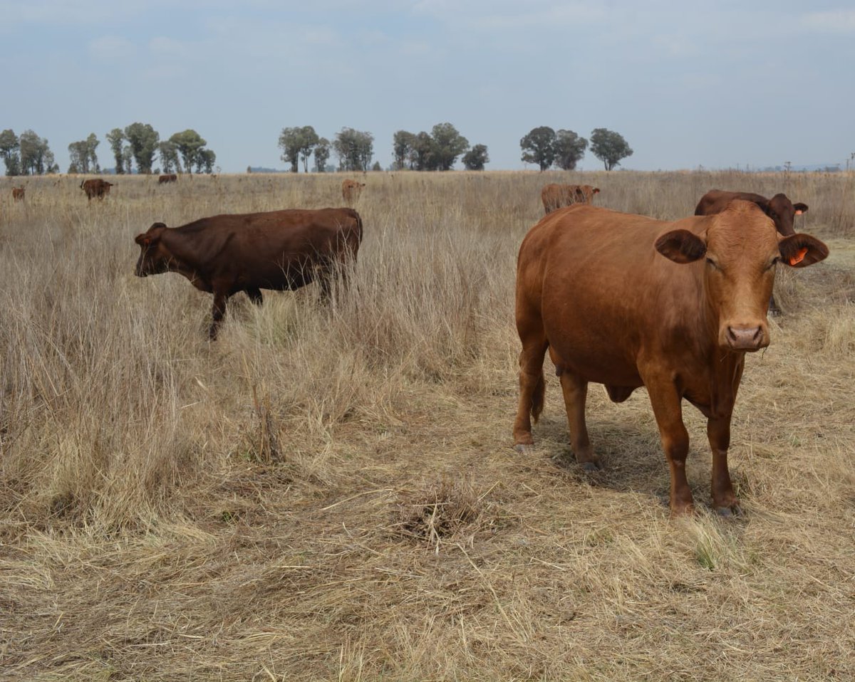DOAgov_ZA's tweet image. The Gauteng Provincial Shared Service of the DALRRD, procured 89 pregnant cows, 30 calves and 2 bulls for Pula Ke Khumo farm beneficiaries in Vanderbijlpark,as part of the Land Development Support Programme.