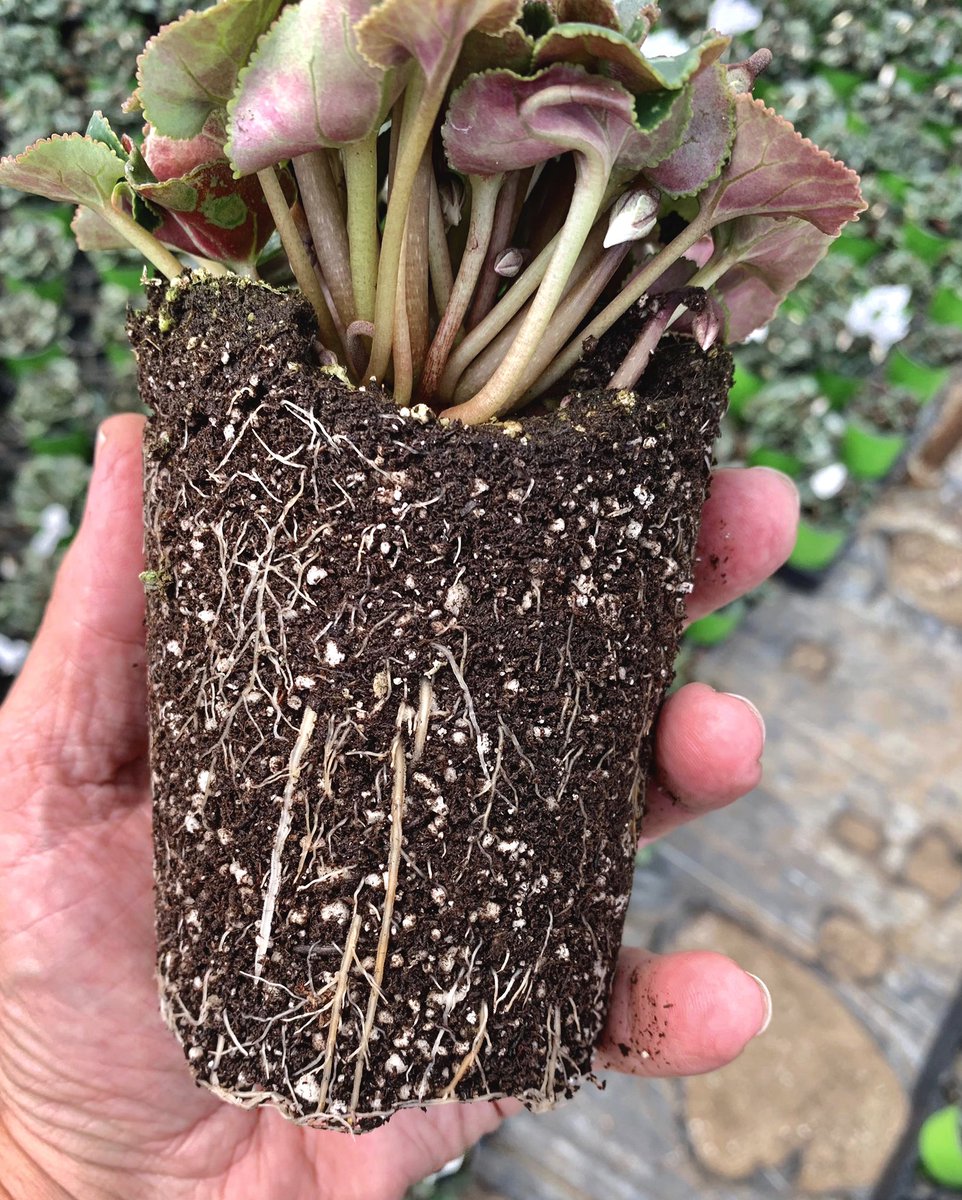 A grower sent me this photo of his cyclamen roots after drenching with Pageant #IntrinsicFungicide for the first time and I haven’t stopped screaming! OH MA GAWD LOOK AT THOSE NEW FUZZY FEEDERS😮‍💨