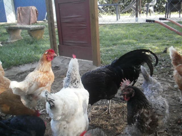 lepotiron's tweet photo. Nouveau jardin :  poules et papillons https://t.co/NpgZ5Ww4J5 https://t.co/C1RA6bMbJE