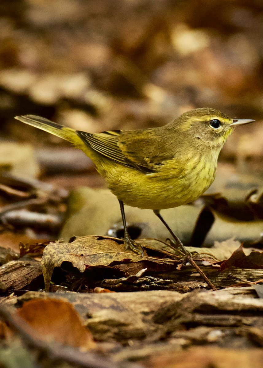 #PalmWarbler at Great Hill @CentralParkNYC