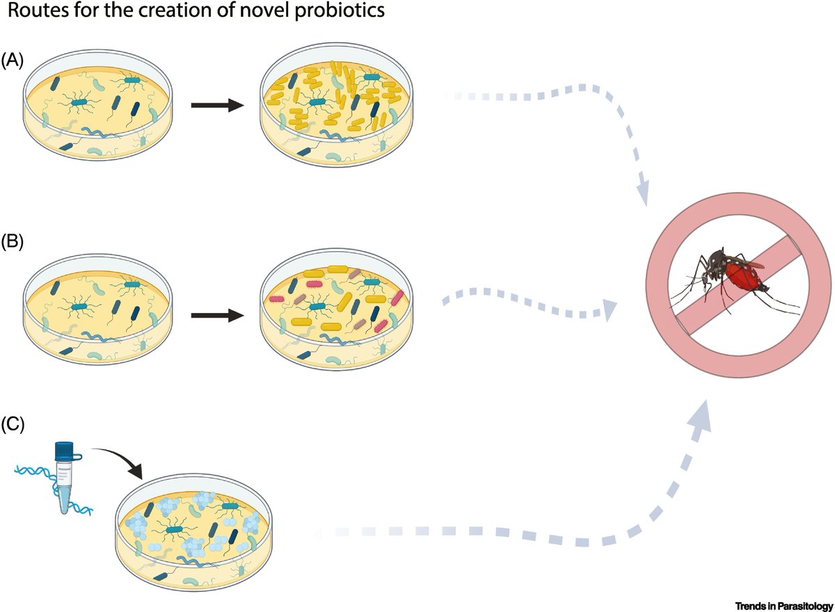 Trends in Parasitology (@trendsparasitol) on Twitter photo Drs @DaniLucasBarb <a href="/MattDeGennaro/">Matthew DeGennaro</a> Alexander Mathis & <a href="/NielsVerh/">Niels Verhulst</a> discuss #skin bacterial volatiles: propelling the future of #vector control. #Microbiome #Mosquito #Odour #Probiotic #Repellent <a href="/UZH_en/">University of Zurich</a> <a href="/FIU/">FIU</a>
Free access at authors.elsevier.com/a/1dmVQ5Eb1x7s… Drs @DaniLucasBarb <a href="/MattDeGennaro/">Matthew DeGennaro</a> Alexander Mathis & <a href="/NielsVerh/">Niels Verhulst</a> discuss #skin bacterial volatiles: propelling the future of #vector control. #Microbiome #Mosquito #Odour #Probiotic #Repellent <a href="/UZH_en/">University of Zurich</a> <a href="/FIU/">FIU</a>
Free access at authors.elsevier.com/a/1dmVQ5Eb1x7s…