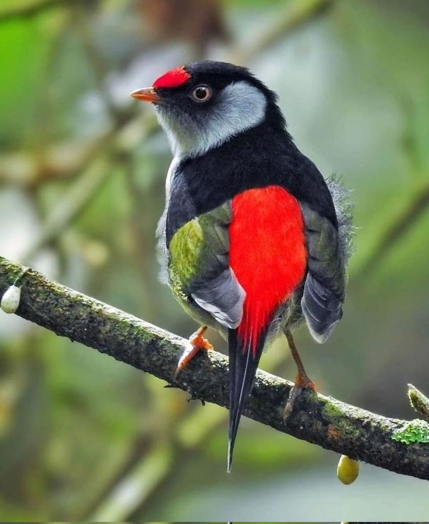 Pin-tailed Manakin 💕😍❤
#birds #bird #nature #birdwatching https://t.co/oeKtr9g08g