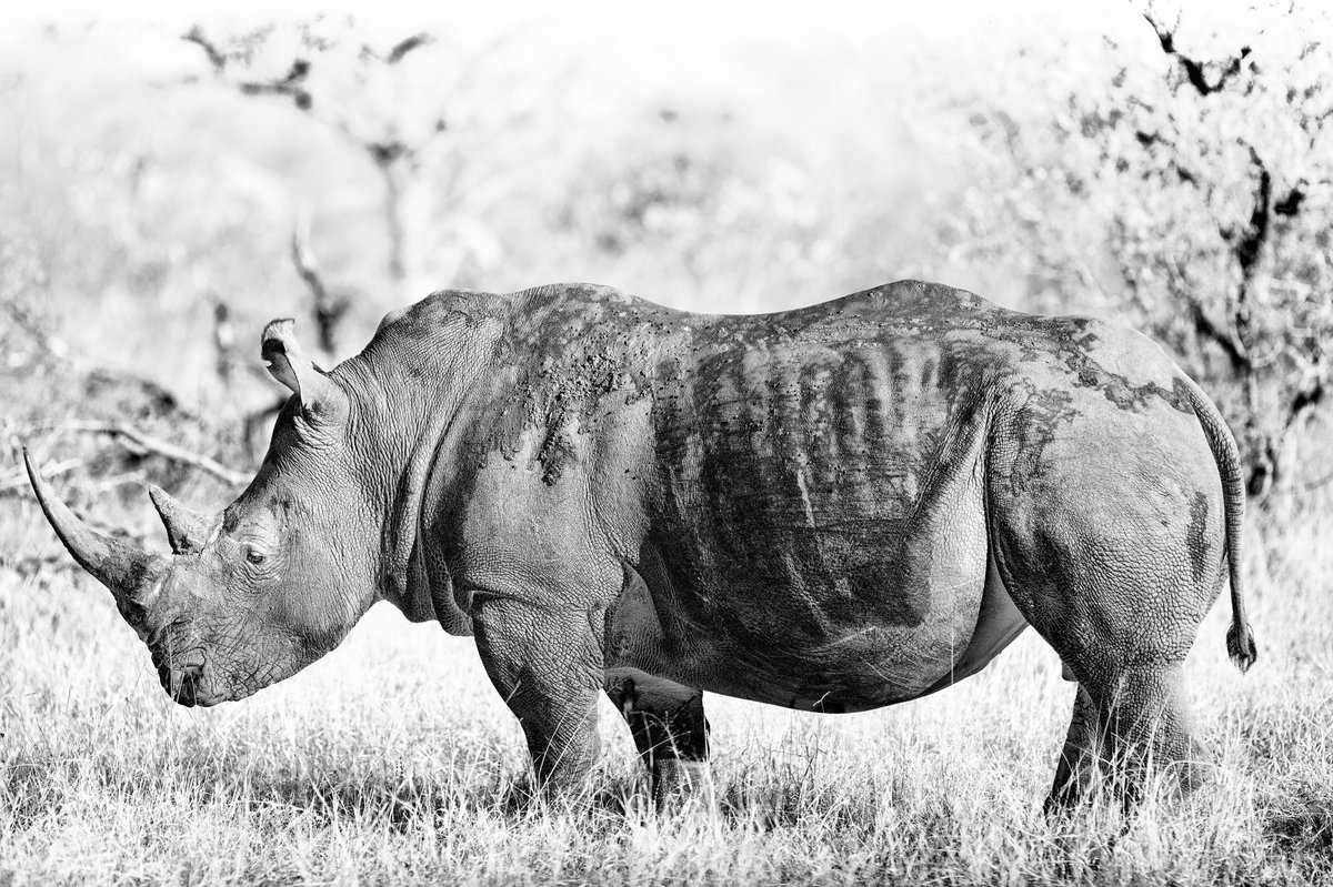 Adrian Steirn tweet media