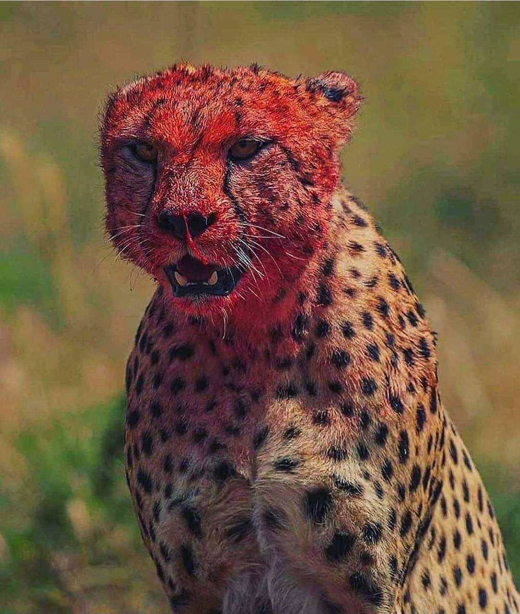 F3JacksonMS's tweet photo. It’s either eat or “B” eaten at IronPAX @F3IronPax Wk. 3’s “B the EMOM” sufferfest. Thursday 0530 at the #ItalianStallion. #ISI https://t.co/aJl3RuuOGm