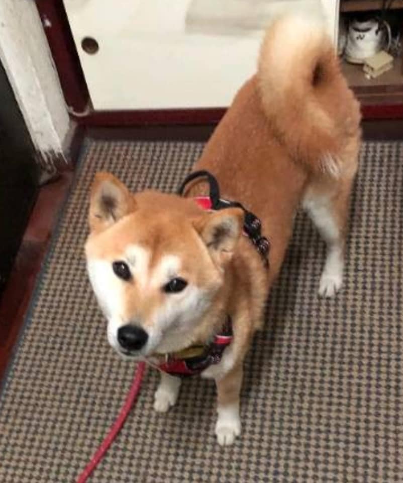 周大和on Twitter 尋狗啟示 文字與照片由臉書轉貼 失蹤時間 21 08 19 姓名 小柴 有晶片 性別 公 已結紮地點 苗栗銅鑼格林奇幻森林128 縣道附近特徵 柴犬 眉間有白色愛心 尾巴往左歪 尾巴尖端有白毛 走失時戴黃色項圈