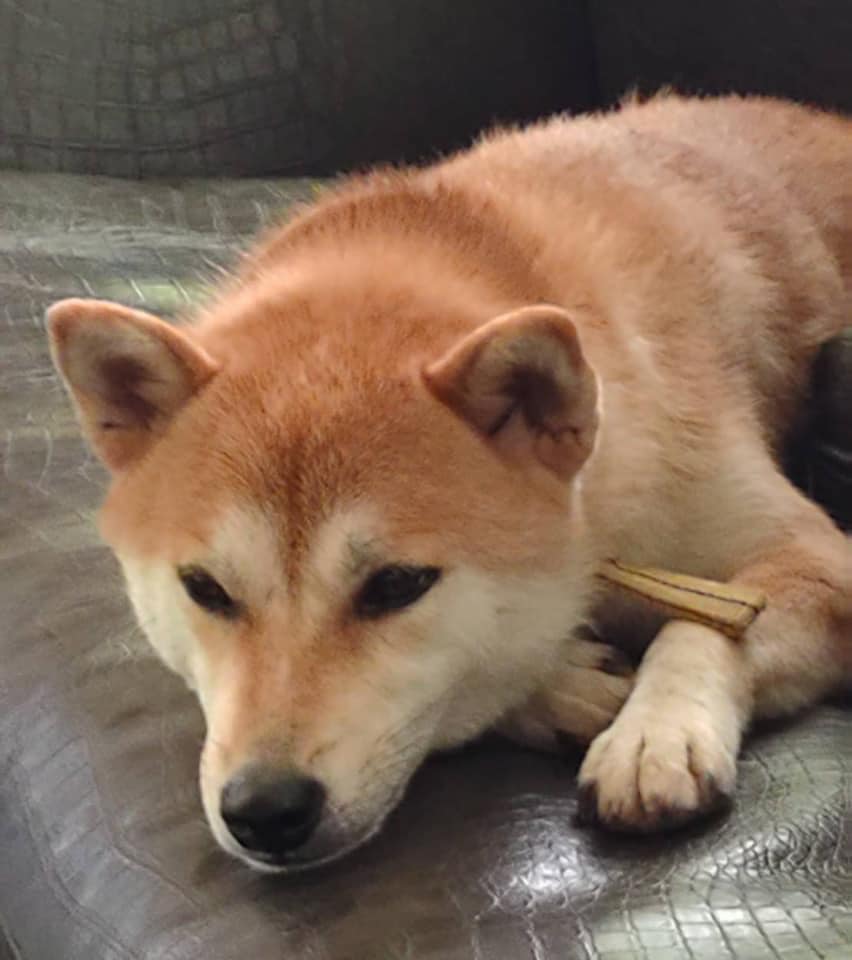 周大和on Twitter 尋狗啟示 文字與照片由臉書轉貼 失蹤時間 21 08 19 姓名 小柴 有晶片 性別 公 已結紮地點 苗栗銅鑼格林奇幻森林128 縣道附近特徵 柴犬 眉間有白色愛心 尾巴往左歪 尾巴尖端有白毛 走失時戴黃色項圈