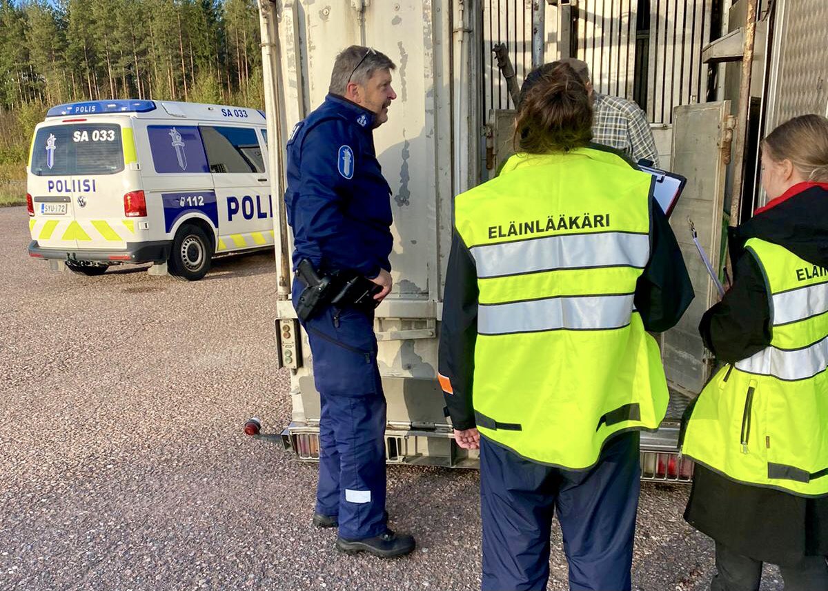 Poliisi ja kaksi huomioliiveillä varustautunutta eläinlääkäriä tarkastavat eläinkuljetusta. Kuljettaja on avannut kuljetuksen takaoven.