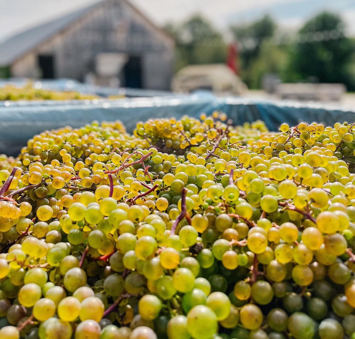 It's more than just 🍎 harvest in Grey County, it's 🍇 picking time as well! These are called L'Acadie Blanc grapes and we can't wait until <a href="/GeorgianHills/">Georgian Hills Vineyards</a> gifts us with another beautifully balanced white wine.