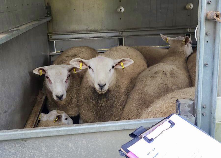 Seitsemän lammasta eläinkuljetusautossa vieri vieressä.