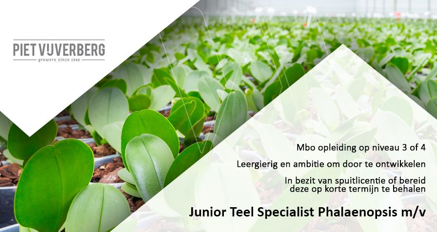 Bekijk #vacature Junior Teelt Specialist Phalaenopsis m/v <a href="/PietVijverberg/">Piet Vijverberg</a> in Monster op Westlandwerk.nl via buff.ly/3hVc30p
