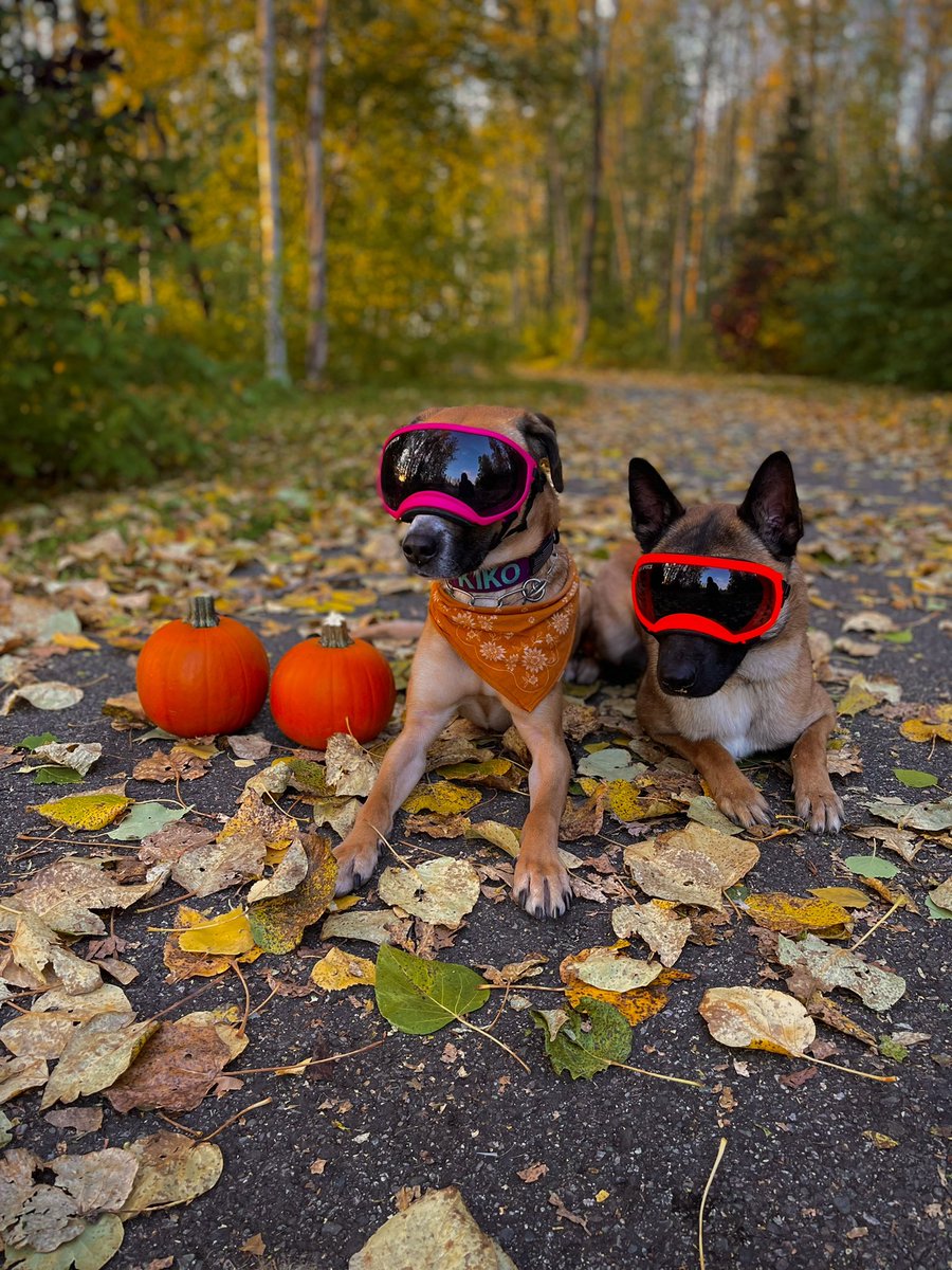 derrstroyer's tweet photo. 🍂🎃 https://t.co/B2OmkMriY0