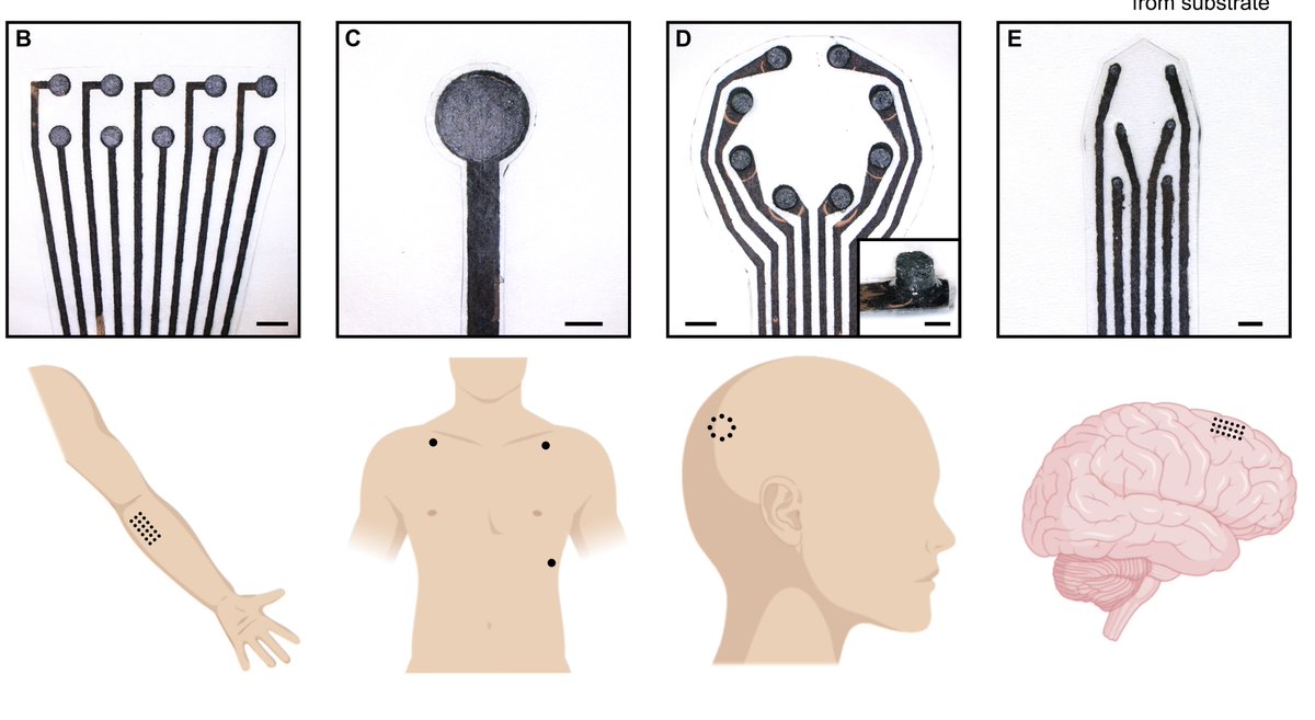 Very excited to share our work published in <a href="/ScienceTM/">Science Translational Medicine</a> this week (and featured on the cover!), describing a new class of bioelectronic interfaces, “MXtrodes”, we developed using the nanomaterial Ti3C2 MXene. What’s so special about MXtrodes? Thread below...