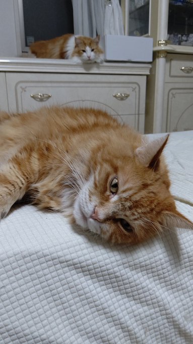 #猫のいる暮らし#ネコチャン来て欲しい #ネコチャンカワイイ目のキズは完治食後のお休みの時間 