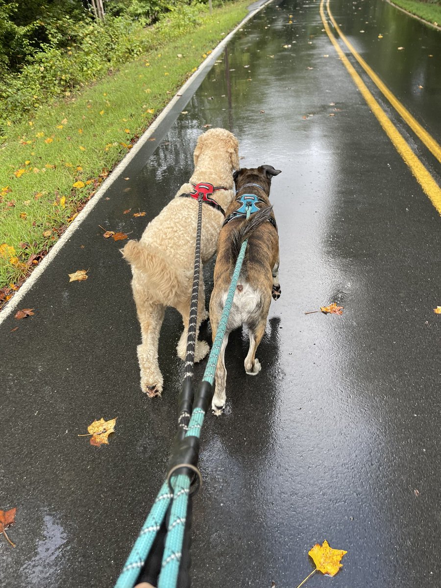 Daily 170 lb tug fest 🤣